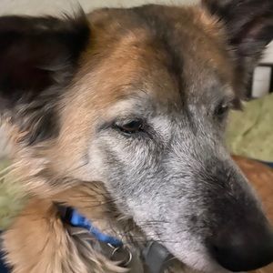 Meet your Posher, Hank